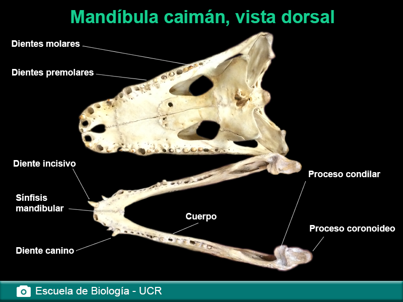 Maxila y mandíbula de caiman, vista dorsal